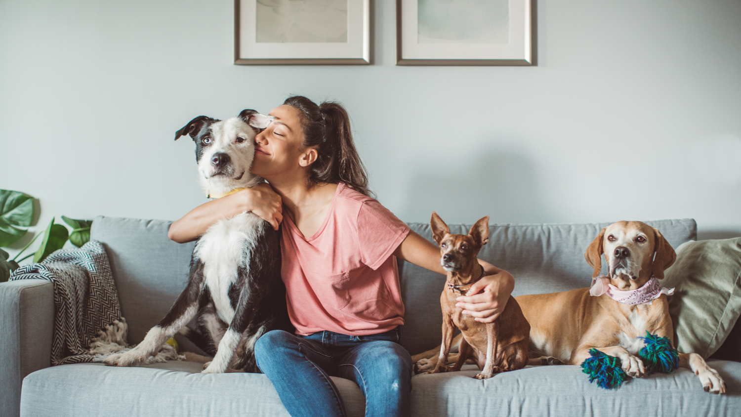 Pets